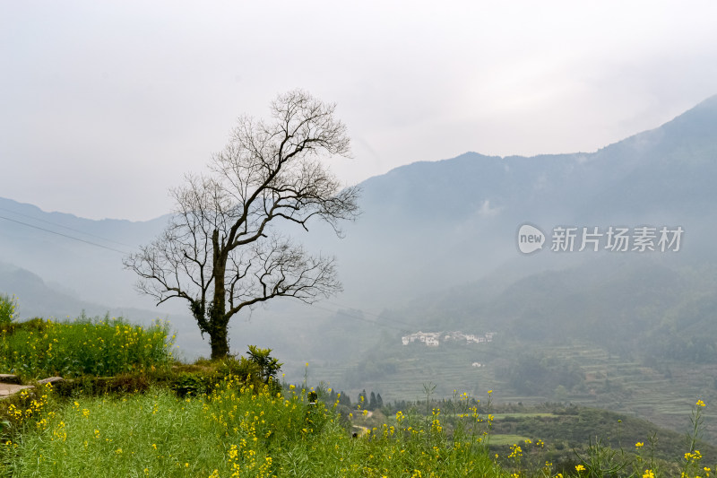 婺源梯田油菜花