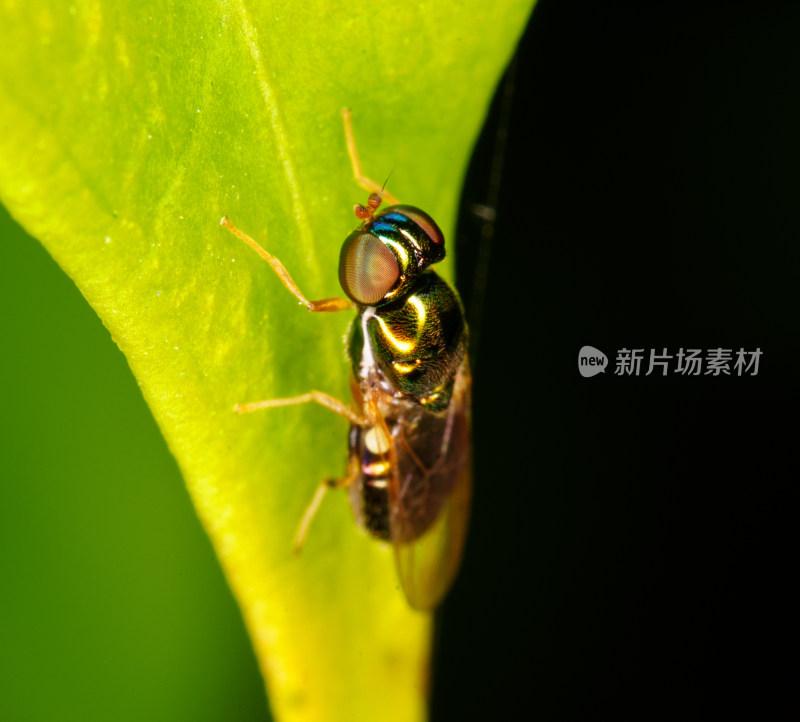 微距下的金属质感黄腹小丽水虻昆虫