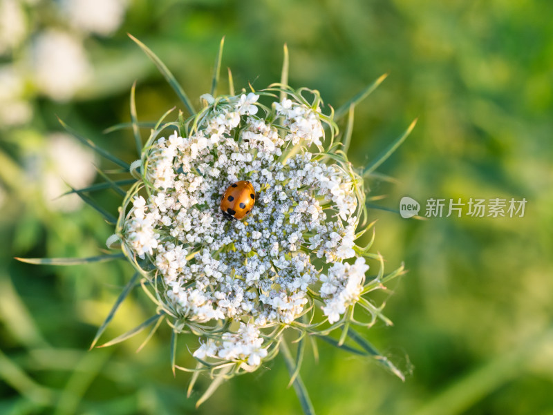 植物上的七星瓢虫