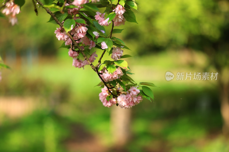 春天盛开的樱花晚樱