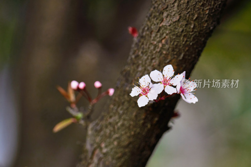 盛开的樱花