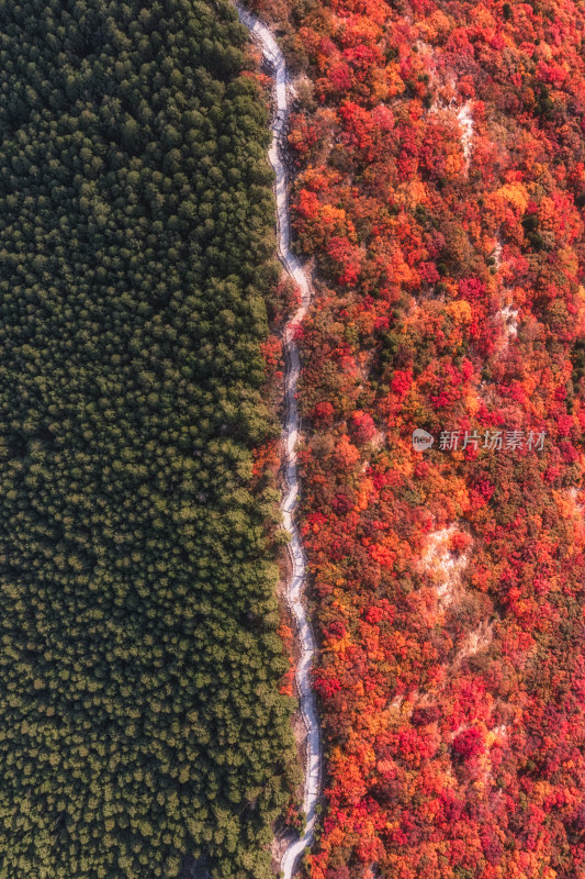 山东济南蝎子山秋季黄栌半青半红