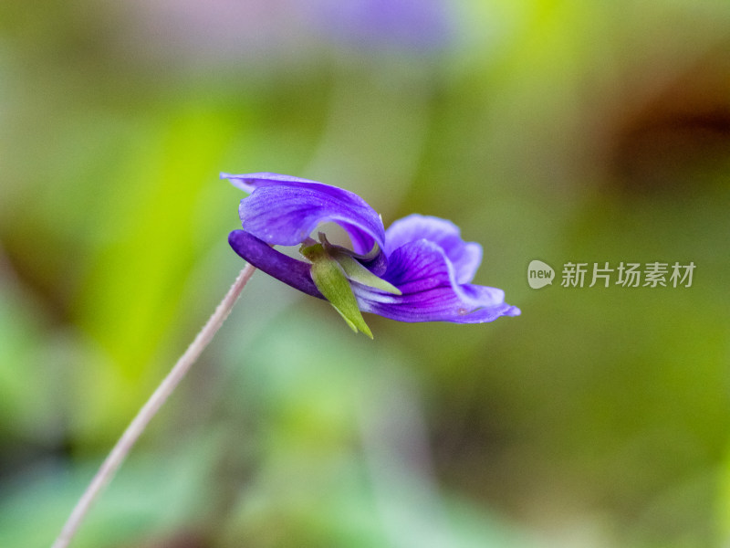 春天的紫花地丁开花特写