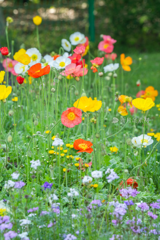 共青森林公园莫奈花园花海