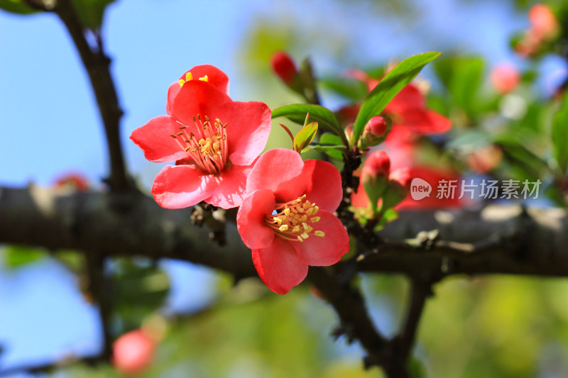 海棠花开春意浓