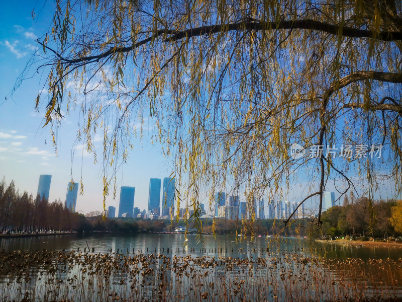 蓝天下秋天枯黄树叶植物摄影图