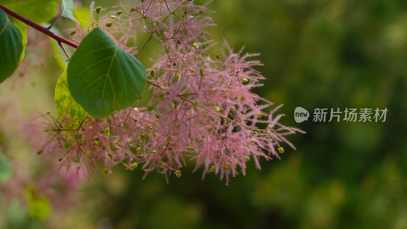 花草植物素材——黄栌花