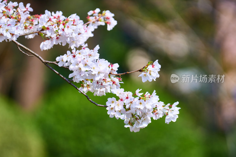 盛开的樱花