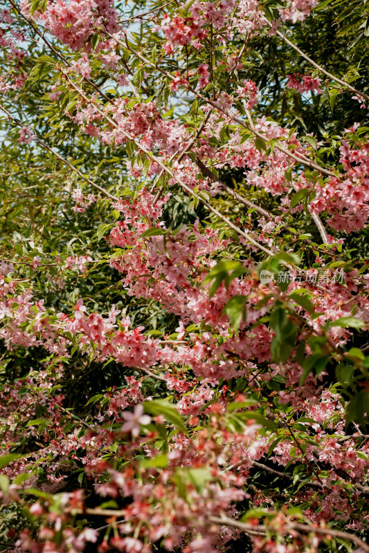 北京玉渊潭公园樱花节樱花