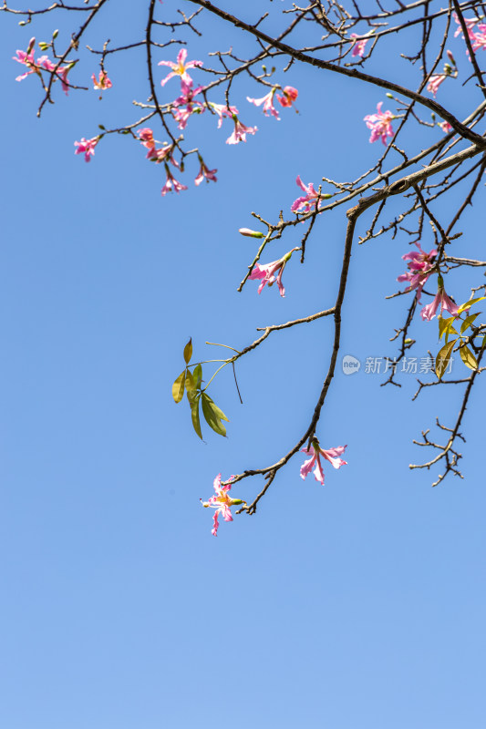 异木棉花