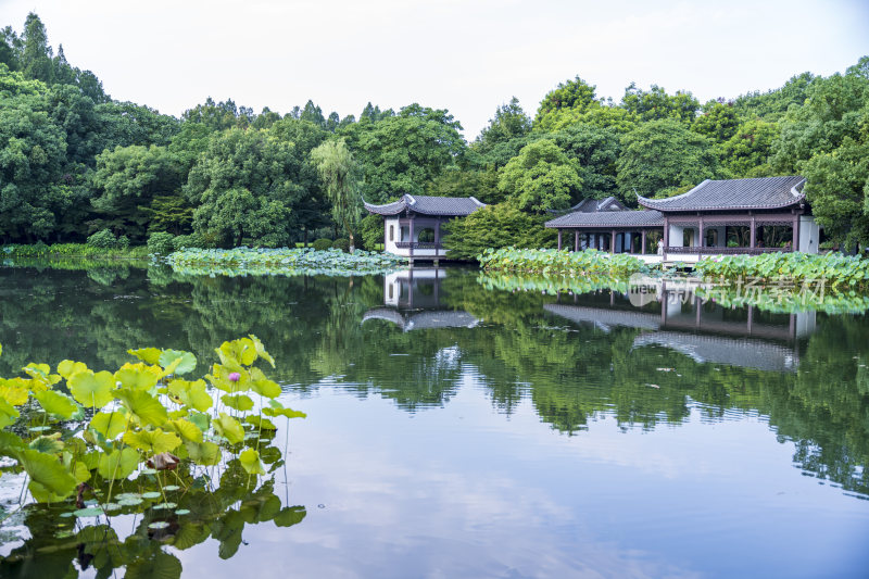 杭州西湖风景区曲院风荷荷花风景