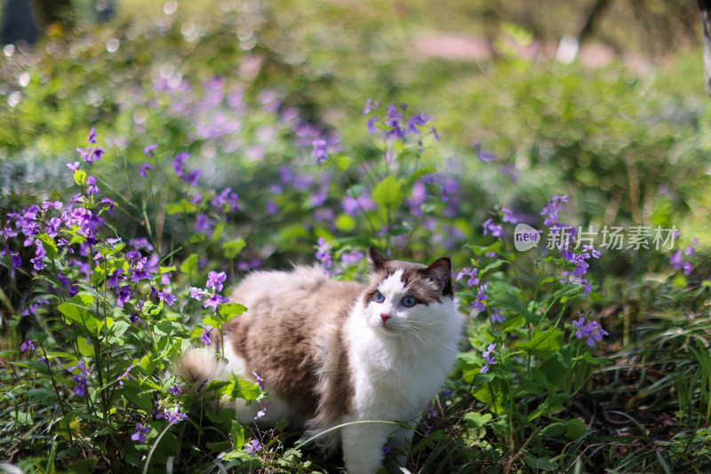 二月兰和布偶猫