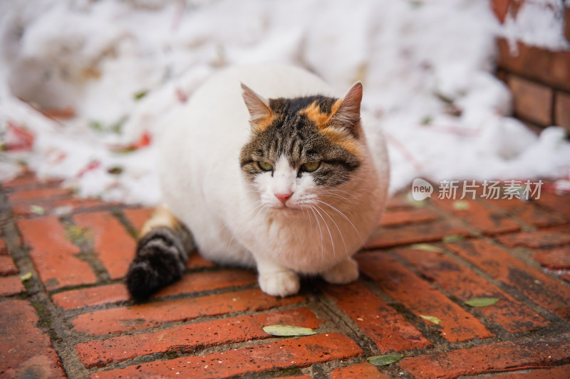 户外猫冬季雪堆地面墙角