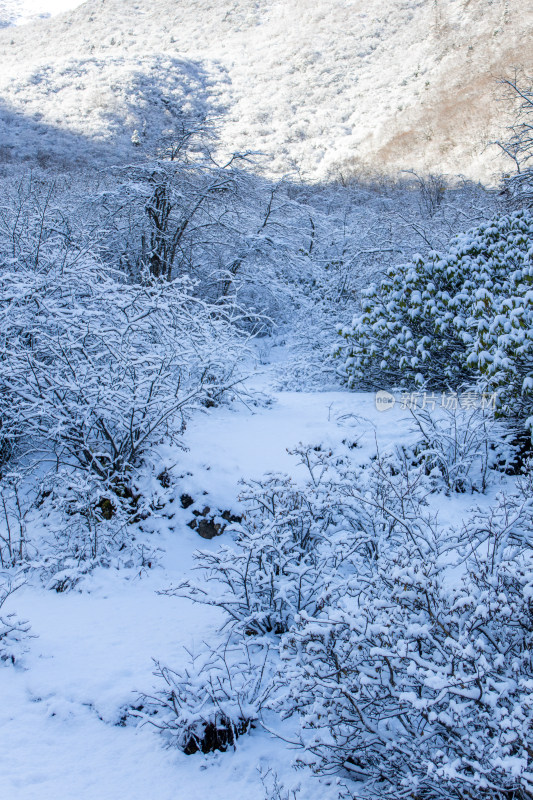 冬日雪景山林小路