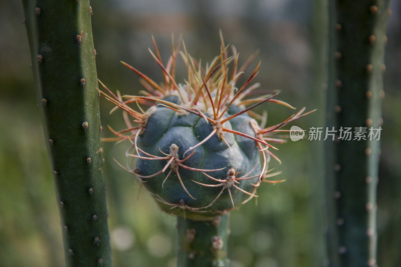 仙人球多肉植物