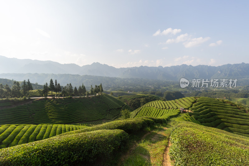 恩施鹤峰茶园茶山