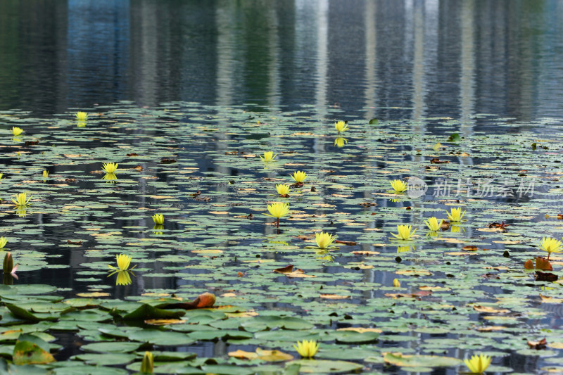 湖面的黄色莲花