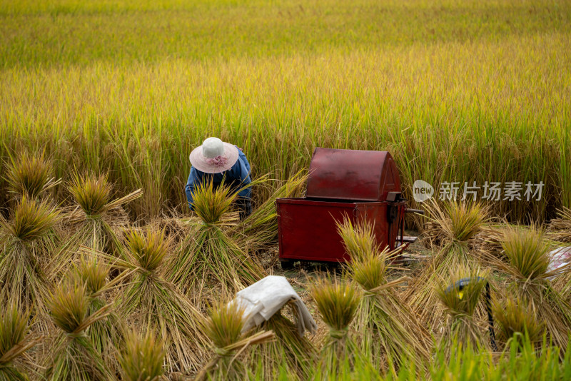 农业农耕农民丰收水稻场景