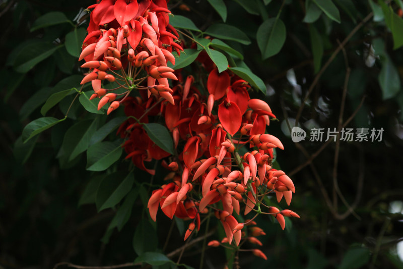 龙牙花象牙花