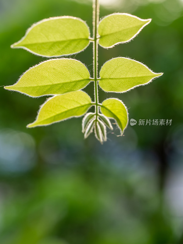 自然风景树叶春天绿色发芽唯美背景