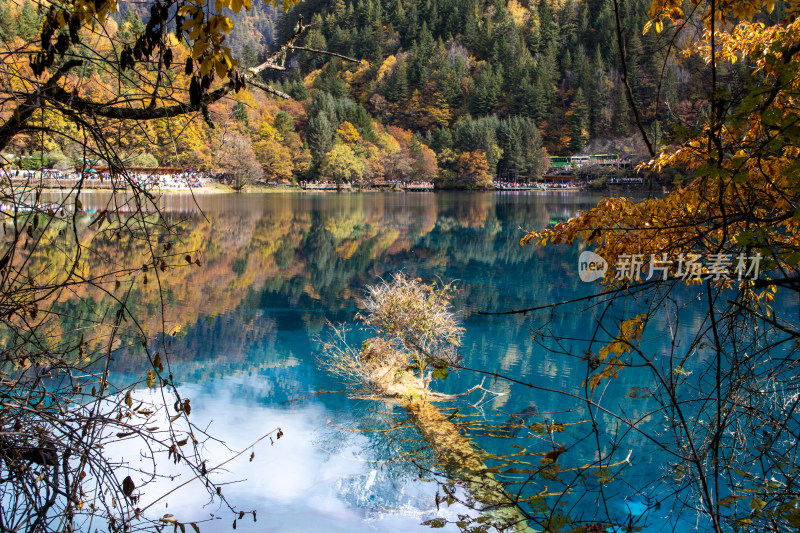 九寨沟秋色，五花海海湖水枯树灌木