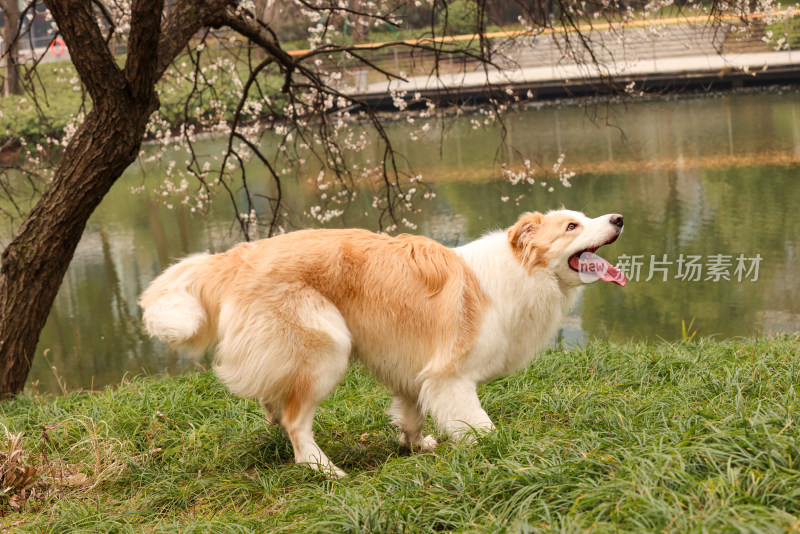 坐在湖边梅花树下的金色边境牧羊犬