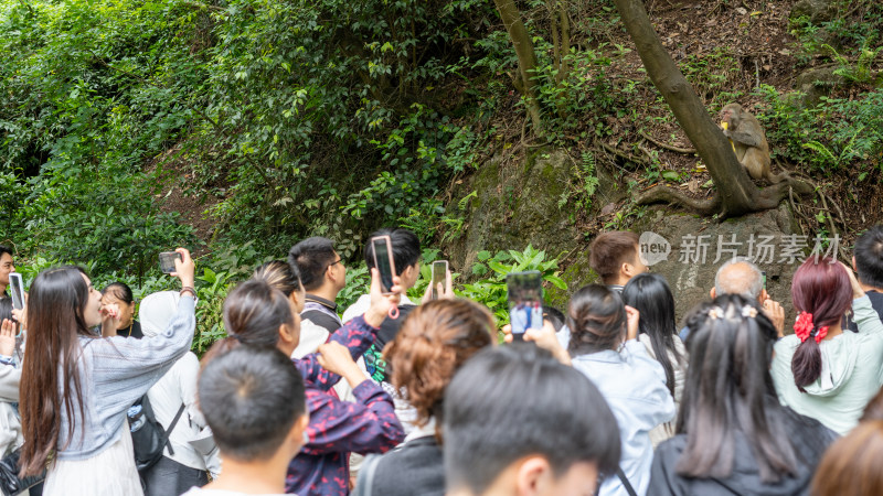 五一假期贵阳市黔灵山公园游客与猴子互动