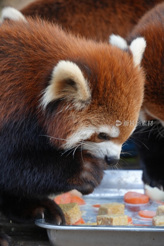 小熊猫进食特写