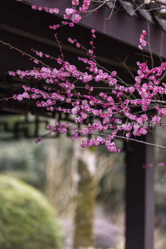 古风建筑春天梅花红梅盛开