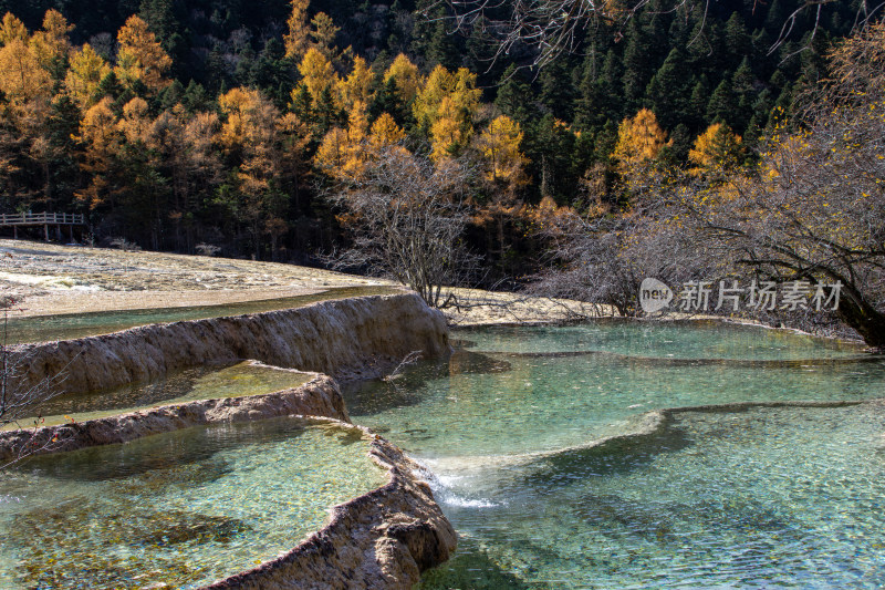 四川阿坝黄龙景区钙华彩池和秋日红杉林