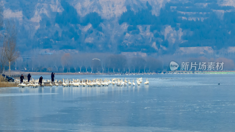河南三门峡黄河岸边摄影人拍摄过冬的白天鹅