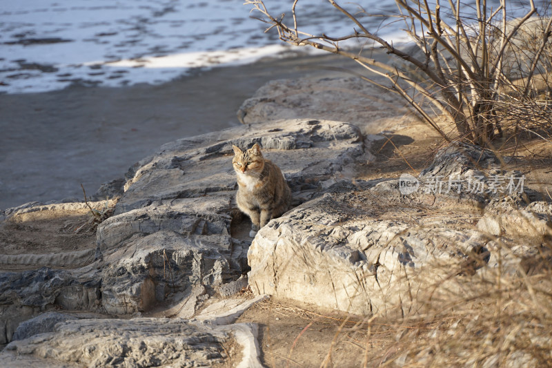 狸花猫在公园中流浪猫