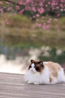 一只湖边梅花树下的海豹双色布偶猫