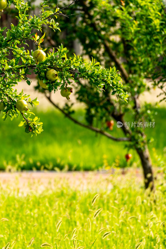 邹城中央公园城市绿植景观