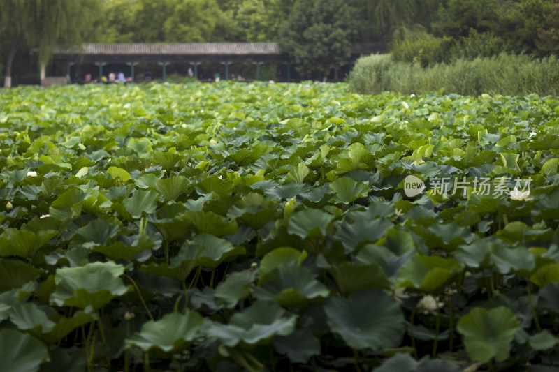 夏季公园荷塘荷叶丛中荷花特写