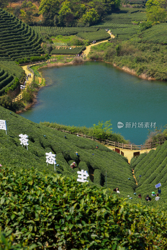 中国杭州龙坞春天里的茶园风光