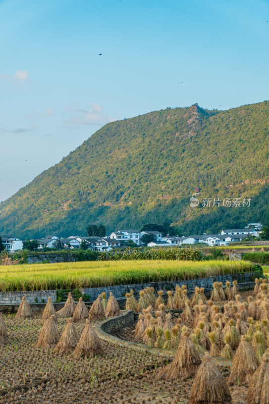 九月的兴义万峰林稻田