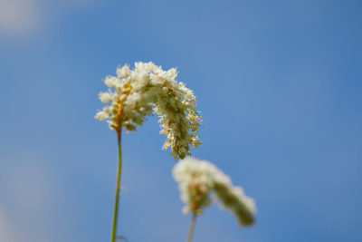 夏天的花草