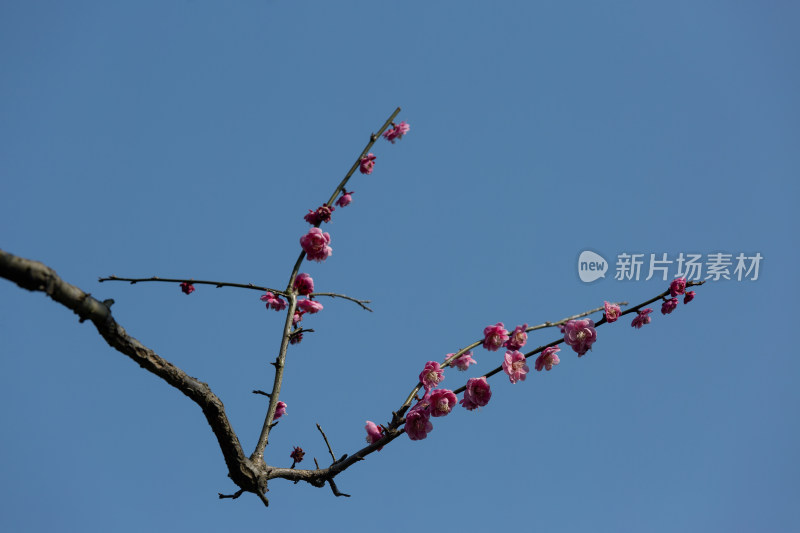 杭州花港观鱼枝头绽放的梅花特写