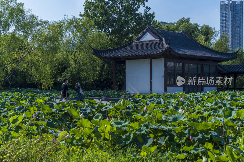 武汉武昌区沙湖公园风光