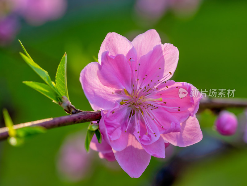 春天的桃花开花特写