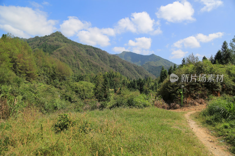 蓝天下美丽的高山森林