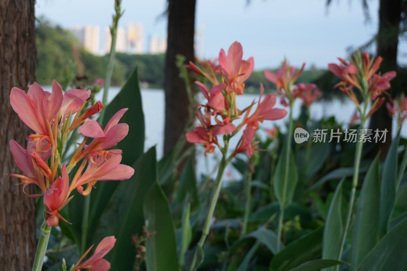 顺峰山公园蕉芋花