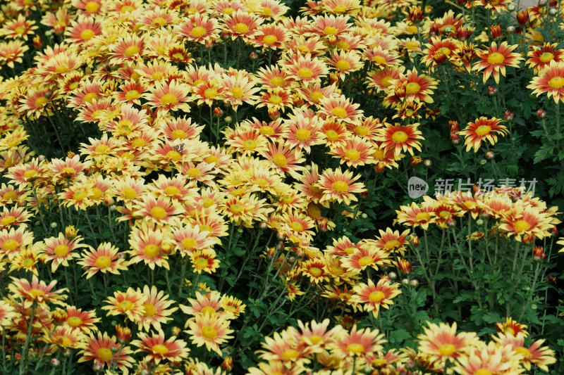 北京国家植物园菊花展