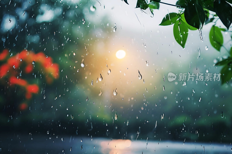 自然风景植物背景雨水