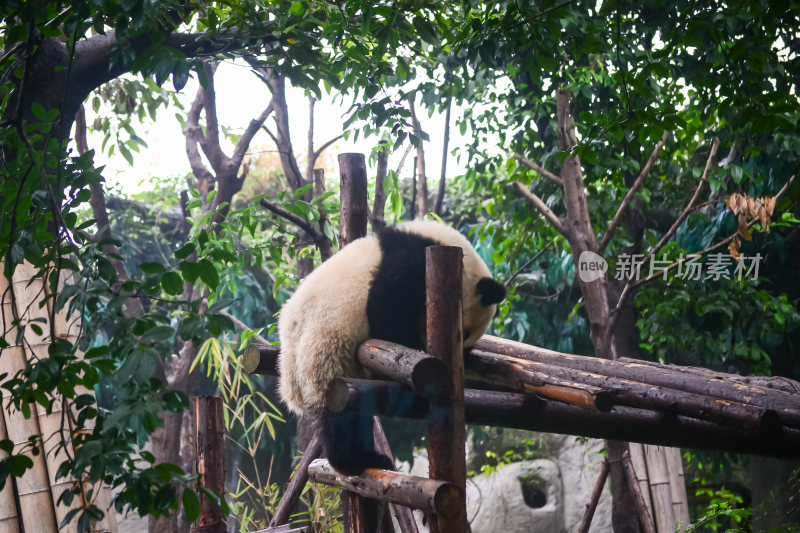 国宝大熊猫