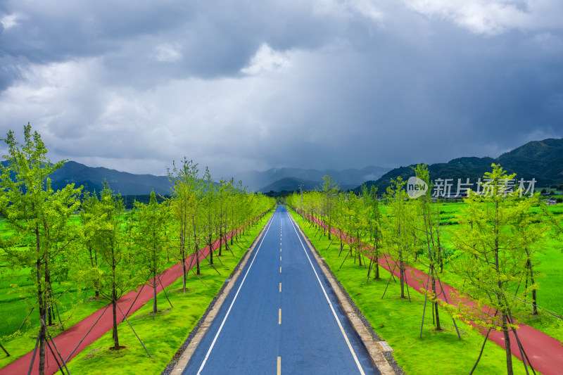 绿树夹道的公路风景