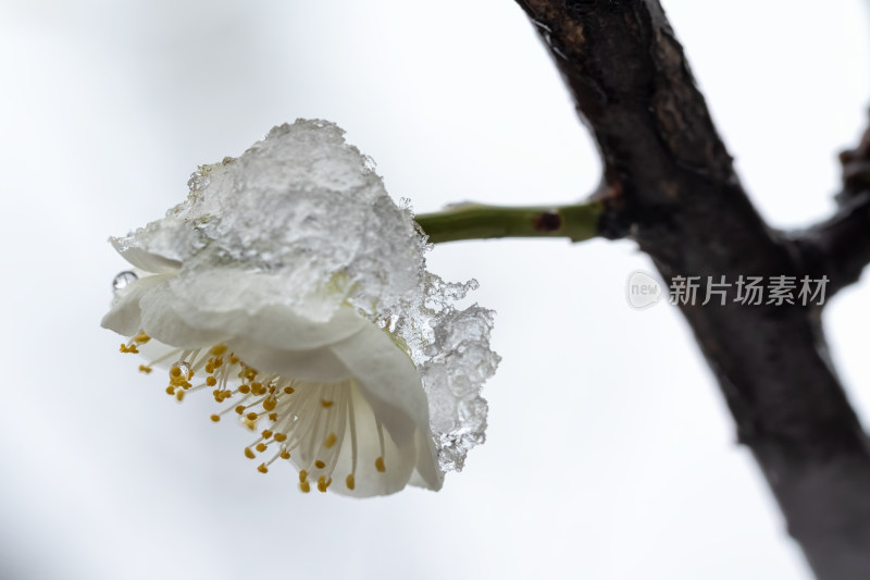 春天公园里雪中盛开的白色梅花