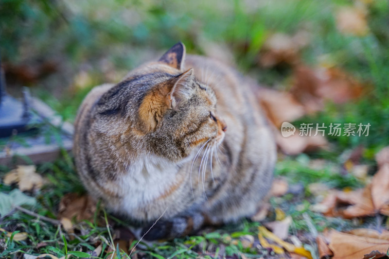猫在草地上坐着休息自然生态