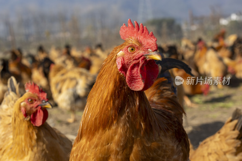 生态养殖养鸡鸡群散养鸡走地鸡